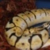 snaketopia