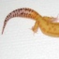 Moonrock Reptiles