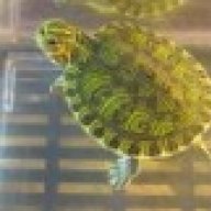 4evaturtle