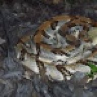 snakesNladders