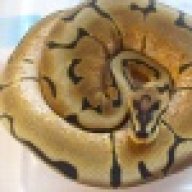 Mike Shaffer Reptiles