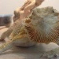 lislovelydragons