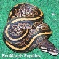 ecomorph2