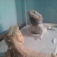 dragonsbygemini