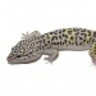 njreptiles