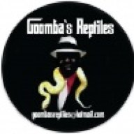 Goombas Reptiles
