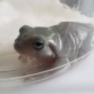 Pockey