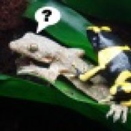 Deadly_Kermit