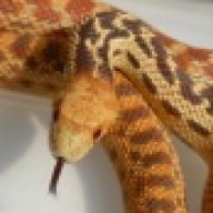 Murder Serpent