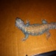 bullsnake5
