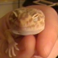 Leomyster