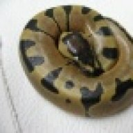 Toronto Python Gurus