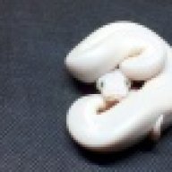 sculpepper