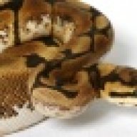 jsmorphs2