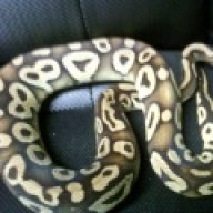 snakedaddy79