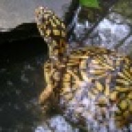 crazyforturtles
