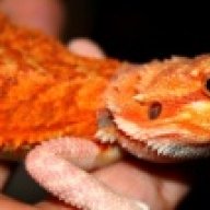 dragonsdomain