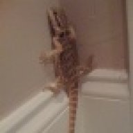 Reptizen