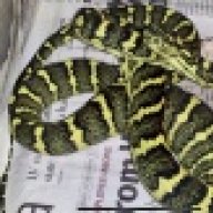 Snakeholic
