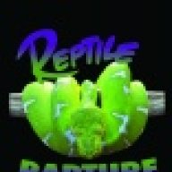Reptile Rapture