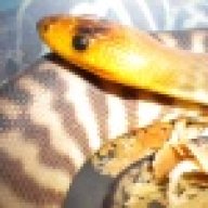 kingsnake
