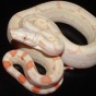coldbloodedconstrictor
