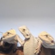 dragonsforever