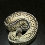 TheReptileTribe