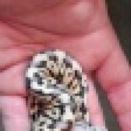 Danielspythons