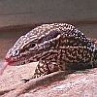 E.Shell