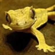 frickereptiles