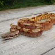 Pals_id