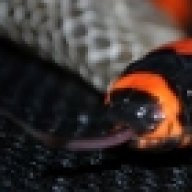 Snakewhisperer