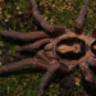 arachnotopia