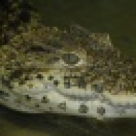 Pirarucu