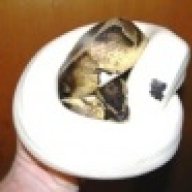thepiedpython