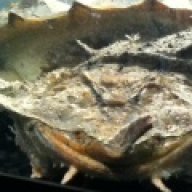 gaiaexotics