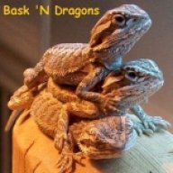 BaskNDragons
