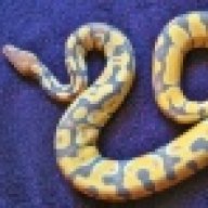 suchapistal