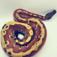 HypeHerps