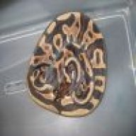 PhD Exotics
