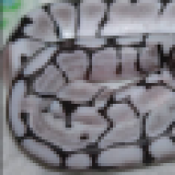 TacticalMorphs