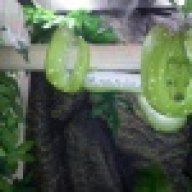 MplsReptiles