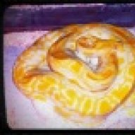 elitereptiles