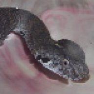 ladycrotalus