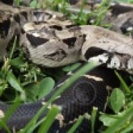 Midnight Serpents