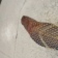 Dendroaspis101