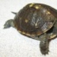 jturtle321