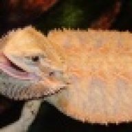 dragonmecca23