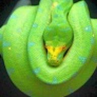 Retic11